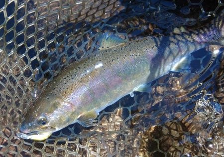 楽しすぎる！ ～平谷湖フィッシングスポット～